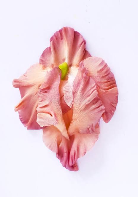 What Is Vaginal Plumping and How Does It Work?