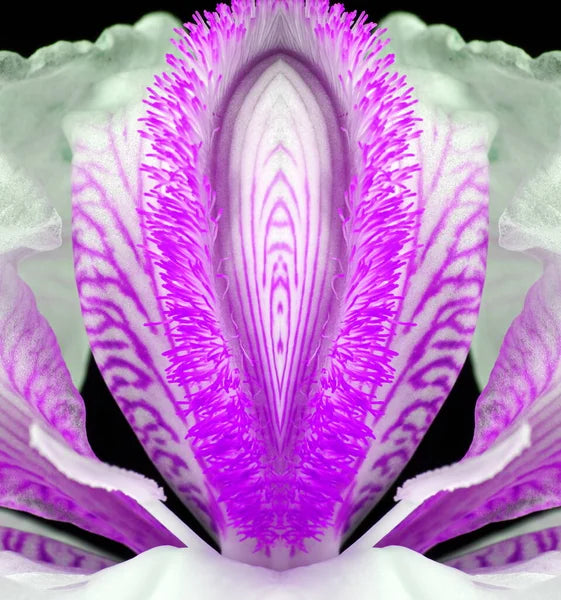 What Are Boric Acid "Vagina Volcanoes"? Benefits, Myths, and Vaginal Wellness Explained